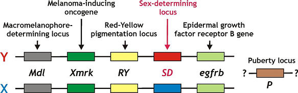Genes and gene loci