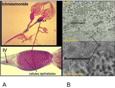 Morphogenesis of viral particles in <em>Hyposoter didymator</em>