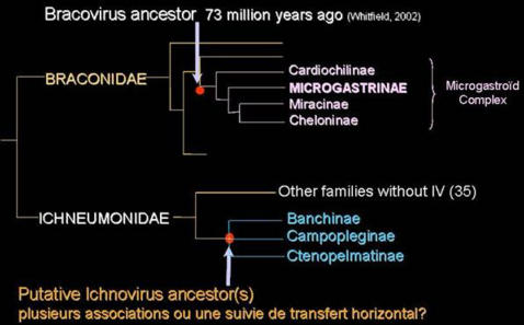 Schematic representation of
associations from which the two families of polydnaviruses originated