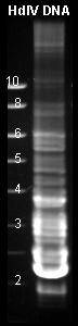 The HdIV genome