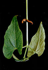 plant of common bean