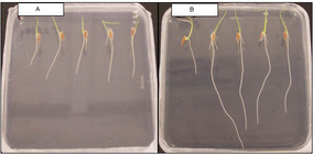 >Effect of <em>Azospirillum lipoferum</em> inoculation on rice root morphology