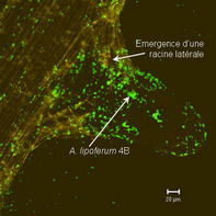 Colonization of rice root by <em>A. lipoferum</em> 4B