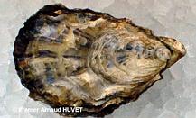 Huitre