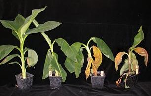 Evolution of the disease on a banana tree infected by the
Molk2 strain