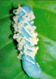 Emergence des larves de gu�pe d'une chenille