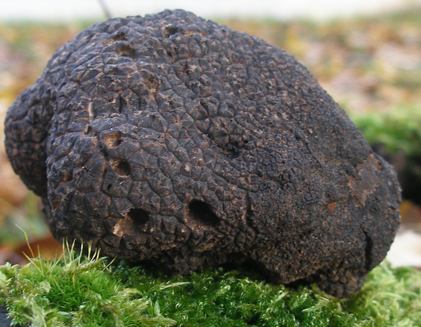 Photo of <i>Tuber melanosprum</i>