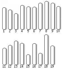 Vitis karyotype