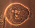 Bacteria