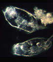 Bacteria