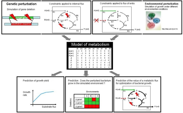 Exp�riences in silico avec les mod�les du
m�tabolisme