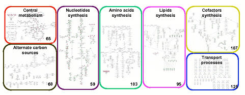 Réseau métabolique reconstruit
d'<em>Acinetobacter baylyi</em>