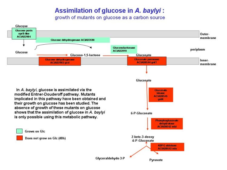 Voies d'assimilation du glucose