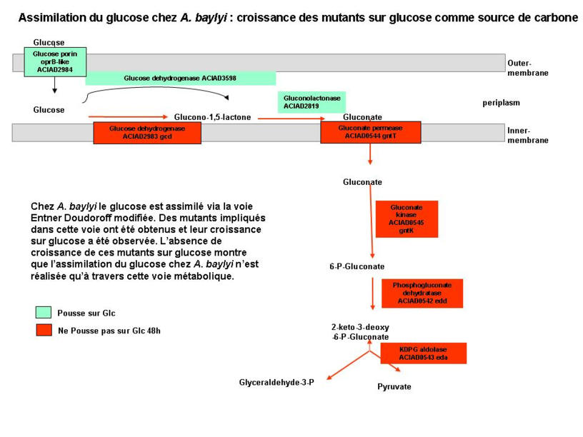 Voies d'assimilation du glucose