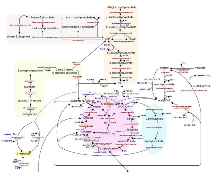 voie d'assimilation du glucose