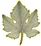 pinot meunier leaf