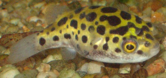 photo d'un tetraodon