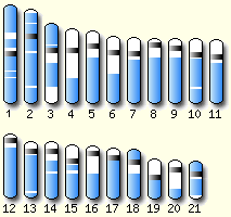 Tetraodon karyotype